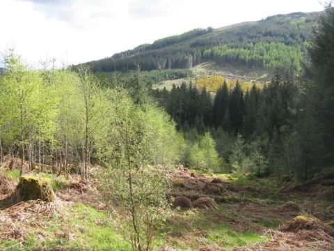 An image depicting the trail Tighanes Burn Loop - Strathyre and its surrounding area.