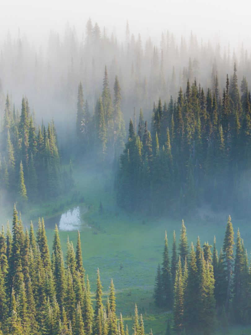 An image depicting the trail Surprise Creek Trail to Glacier Lake and its surrounding area.