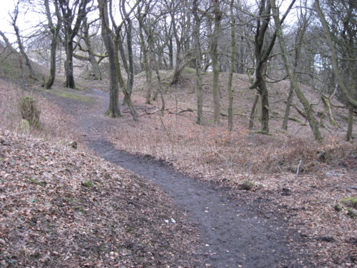 An image depicting the trail Grin Low and Grin Woods Loop and its surrounding area.