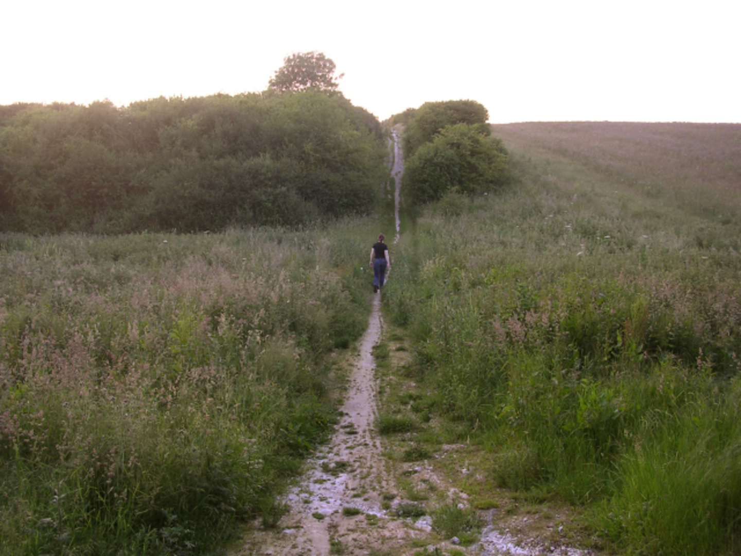 An image depicting the trail Morestead Down Walk and its surrounding area.