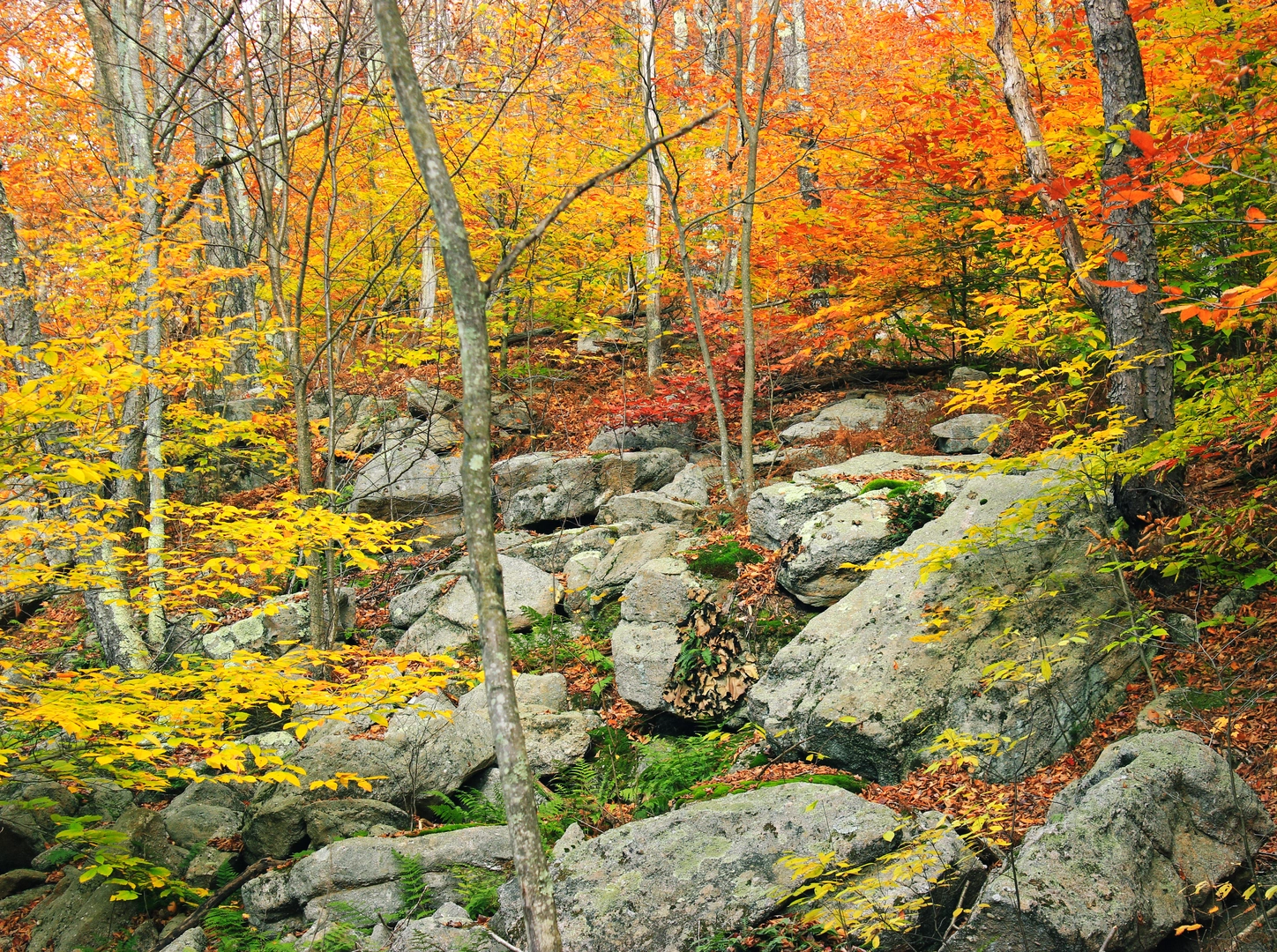 An image depicting the trail Bear Lake, Balsam Creek and Choke Creek Loop and its surrounding area.