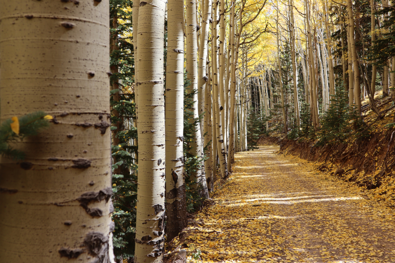 An image depicting the trail Inner Basin Trail and its surrounding area.