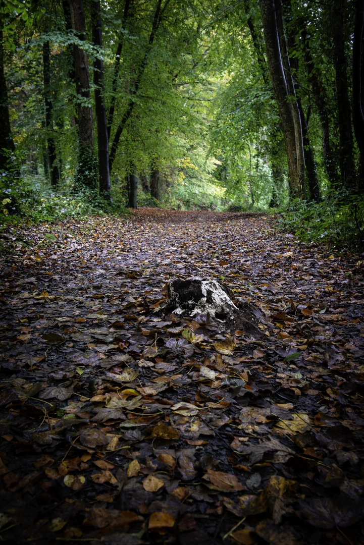 An image depicting the trail Courtown Woods Trails - Top Walk and its surrounding area.