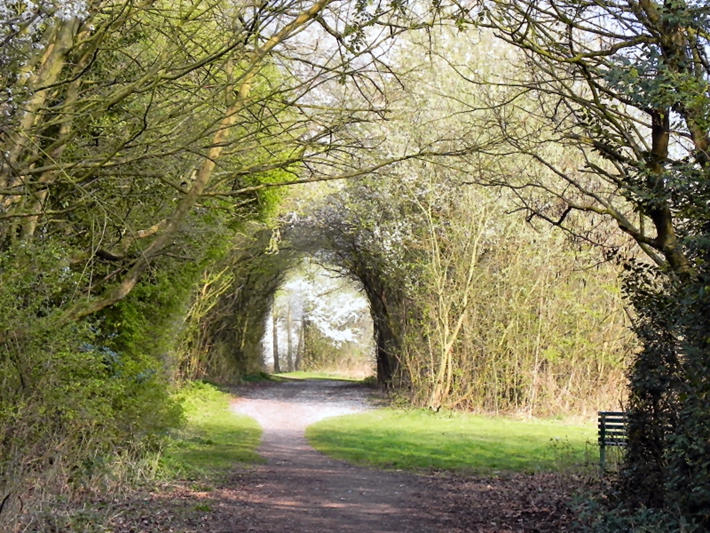 An image depicting the trail Birchwood Forest Park Loop and its surrounding area.