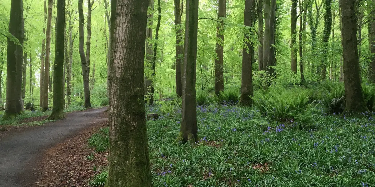 Mullaghreelan Wood - O Tuathaill Walk