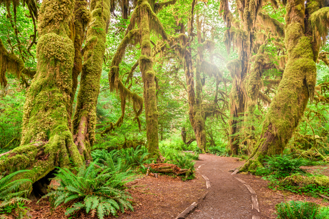 An image depicting the trail Hoh Lake via Hoh River Trail and its surrounding area.