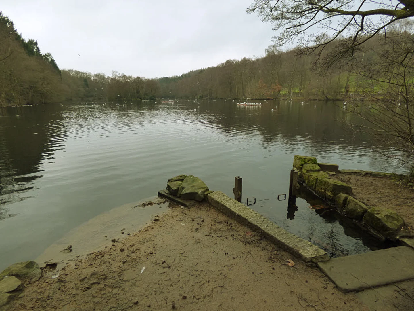 An image depicting the trail St Ives Estate and Plantation Loop and its surrounding area.