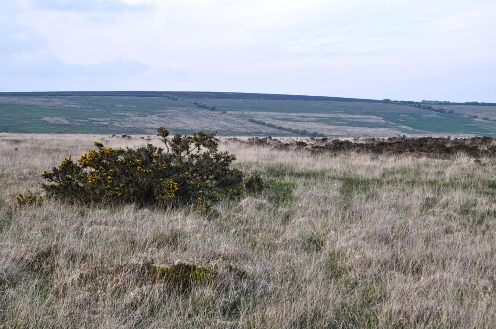 An image depicting the trail Exford Loop and its surrounding area.