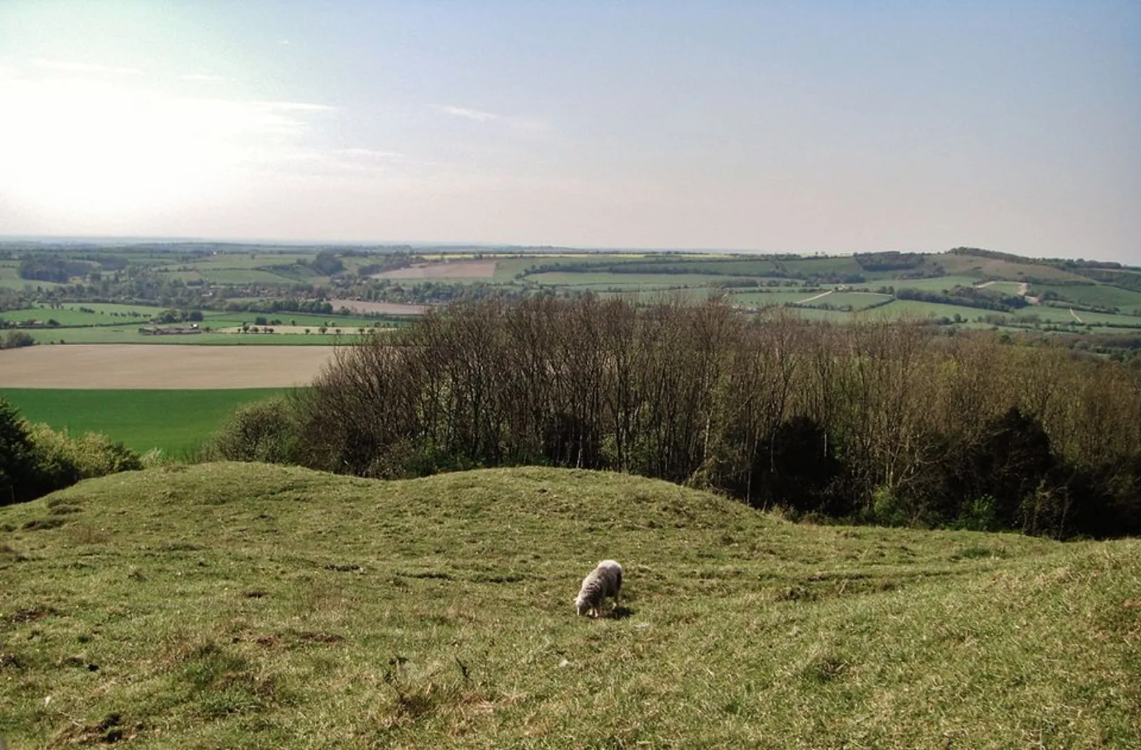 An image depicting the trail West Meon Loop via Old Winchester Hill National Nature Reserve and its surrounding area.