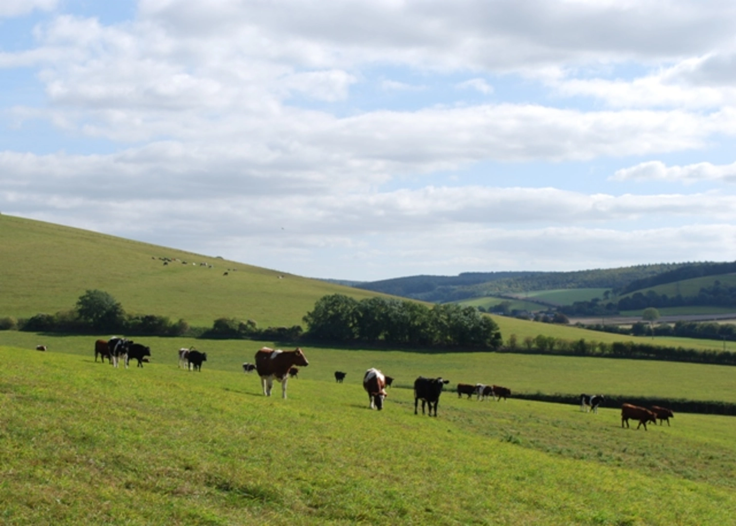 An image depicting the trail Singleton and Charlton Loop Walk and its surrounding area.