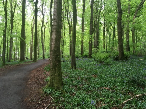 Knockbarron Wood - Eco Walk