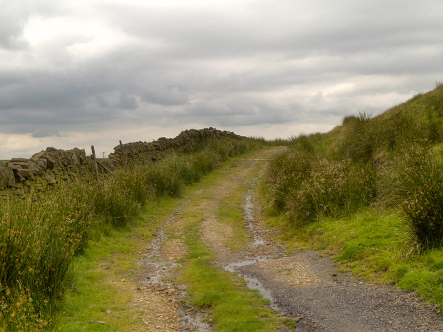 An image depicting the trail Belmont Hillside Loop and its surrounding area.