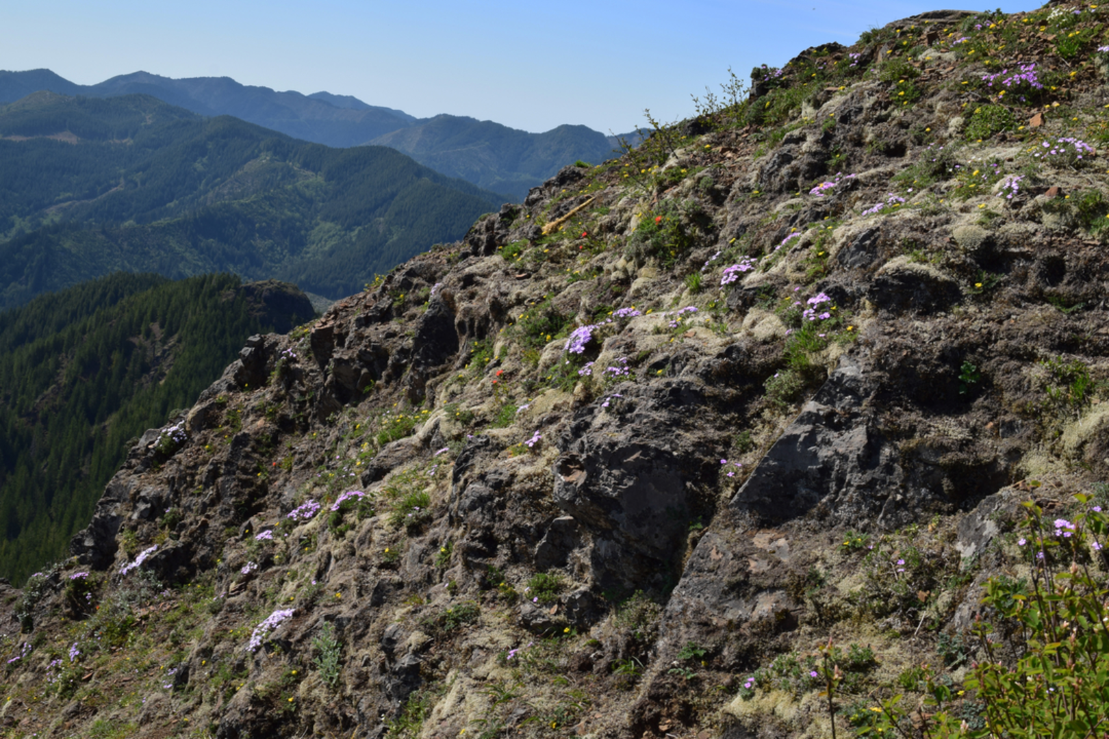 An image depicting the trail Kings Mountain Trail and its surrounding area.