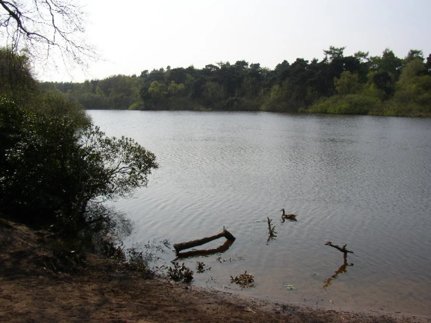 An image depicting the trail Twigmoor Woods Loop and its surrounding area.