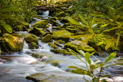 An image depicting the trail Caldwell Fork Loop Trail and its surrounding area.