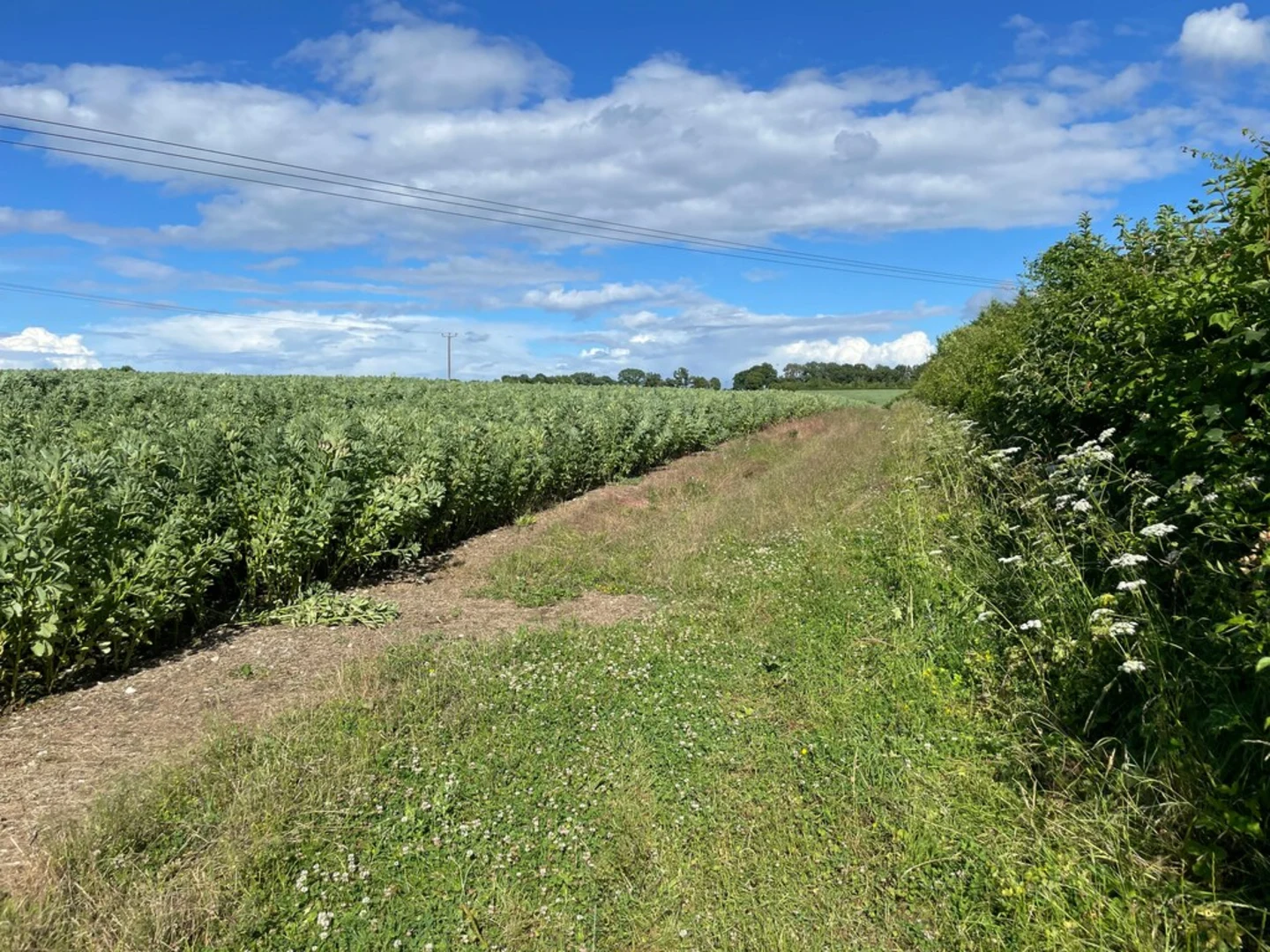 An image depicting the trail Overton Hill Area and Polhampton Loop and its surrounding area.