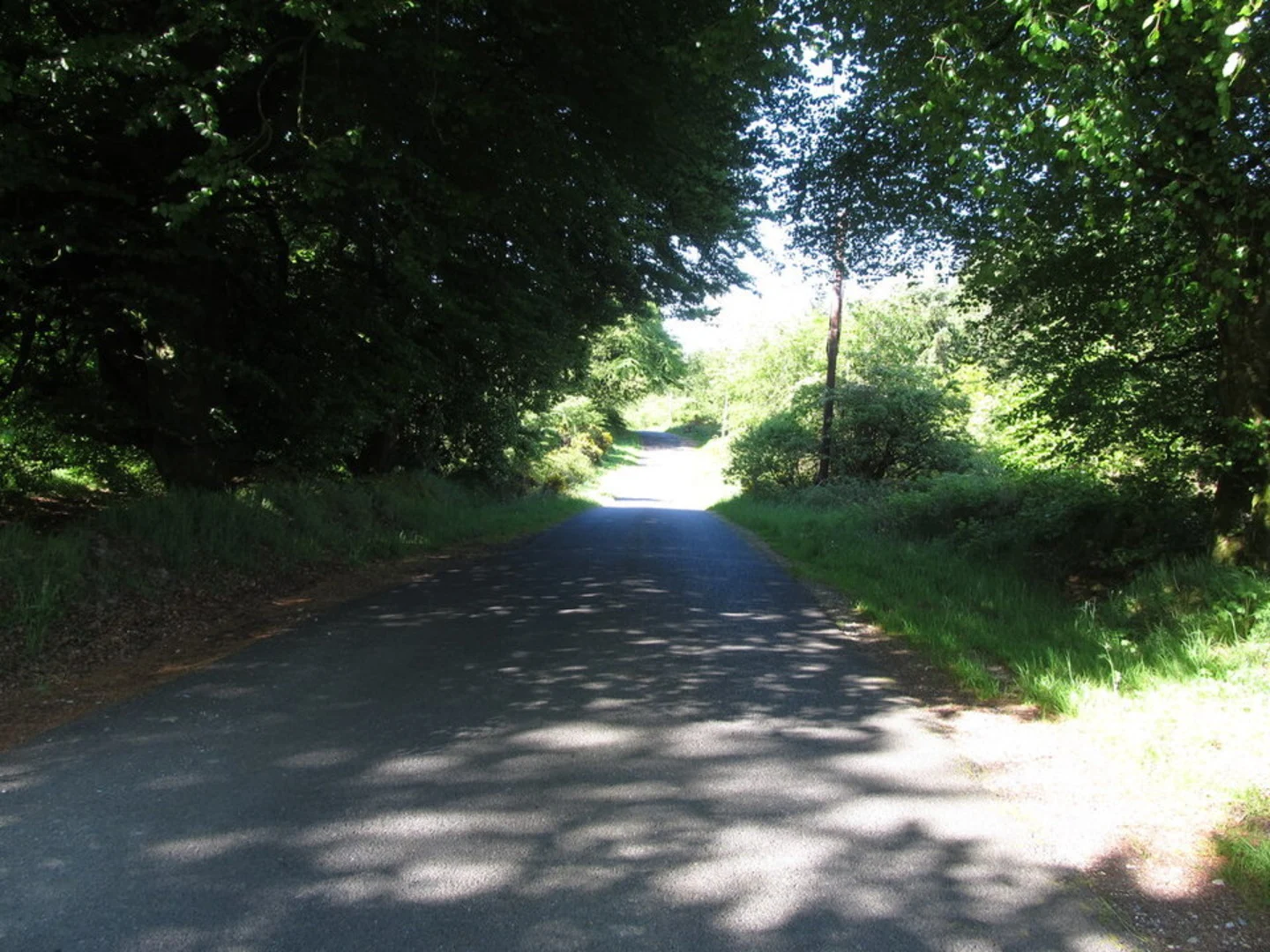 An image depicting the trail Mountain Lodge Trail - Darkley Forest and its surrounding area.