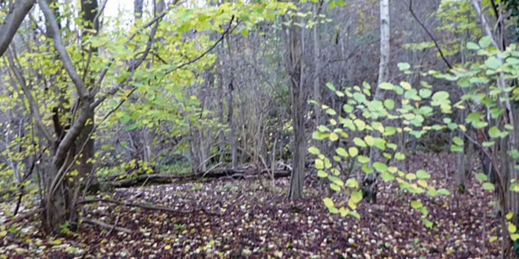 An image depicting the trail Cloud Wood Nature Reserve and its surrounding area.