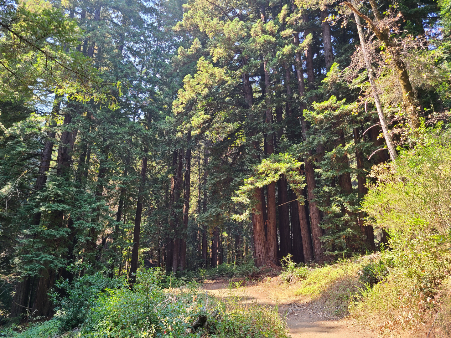 An image depicting the trail Alambique and Bear Gulch Loop Trail and its surrounding area.