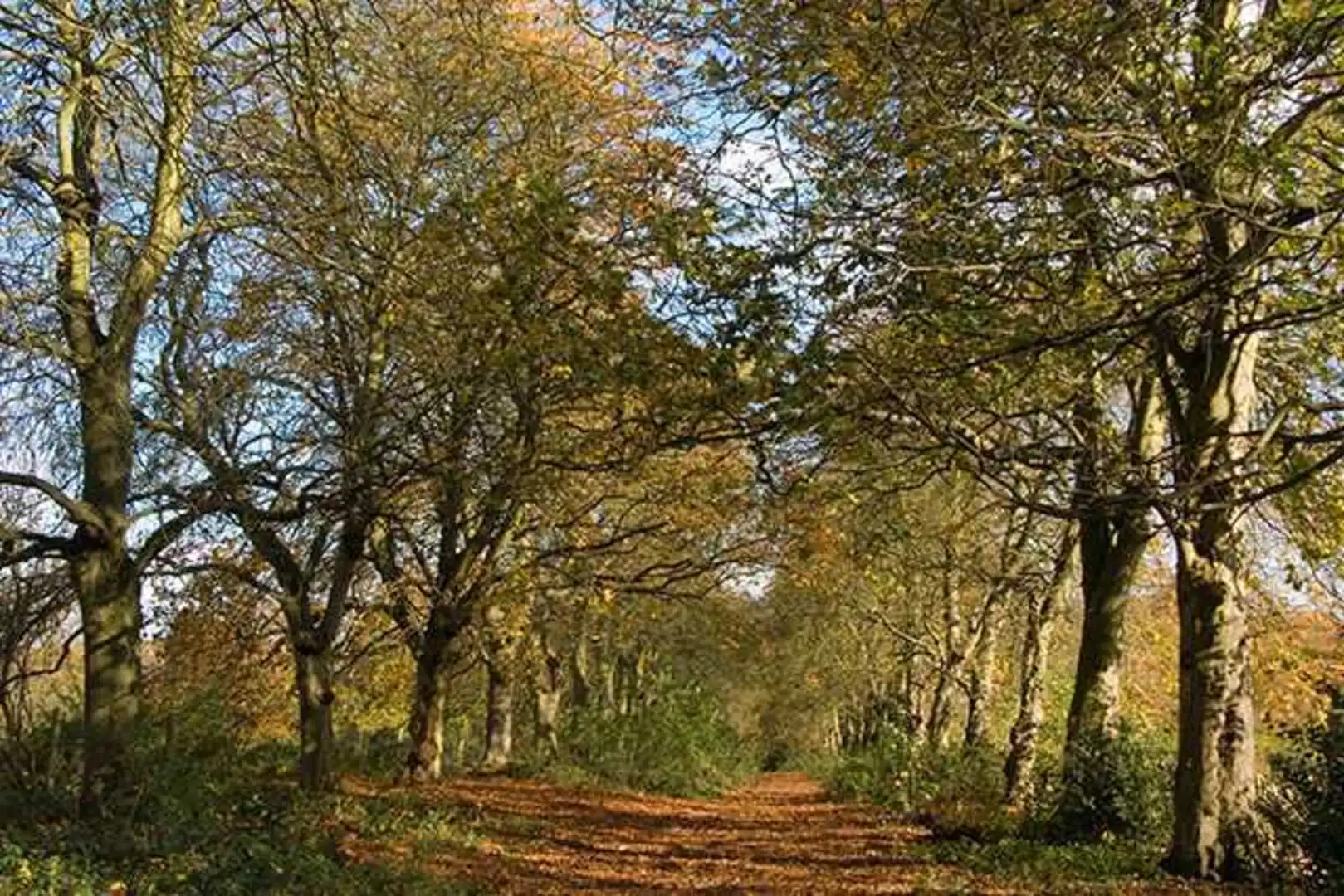 An image depicting the trail Chorleywood Loop and its surrounding area.