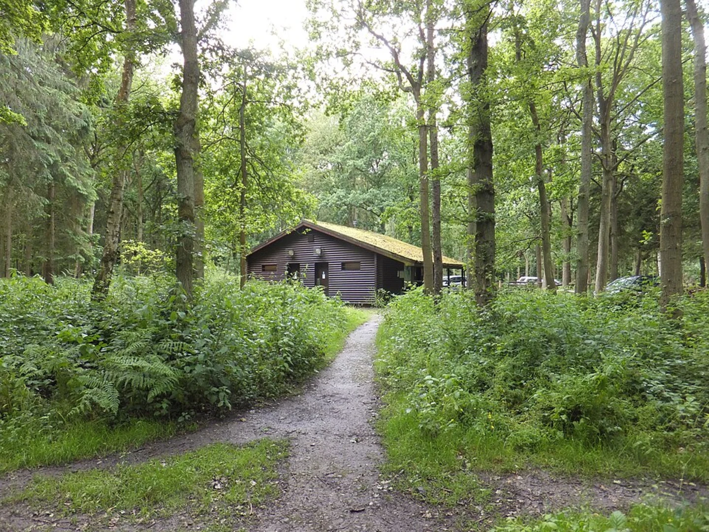 An image depicting the trail Andrew's Wood Loop and its surrounding area.
