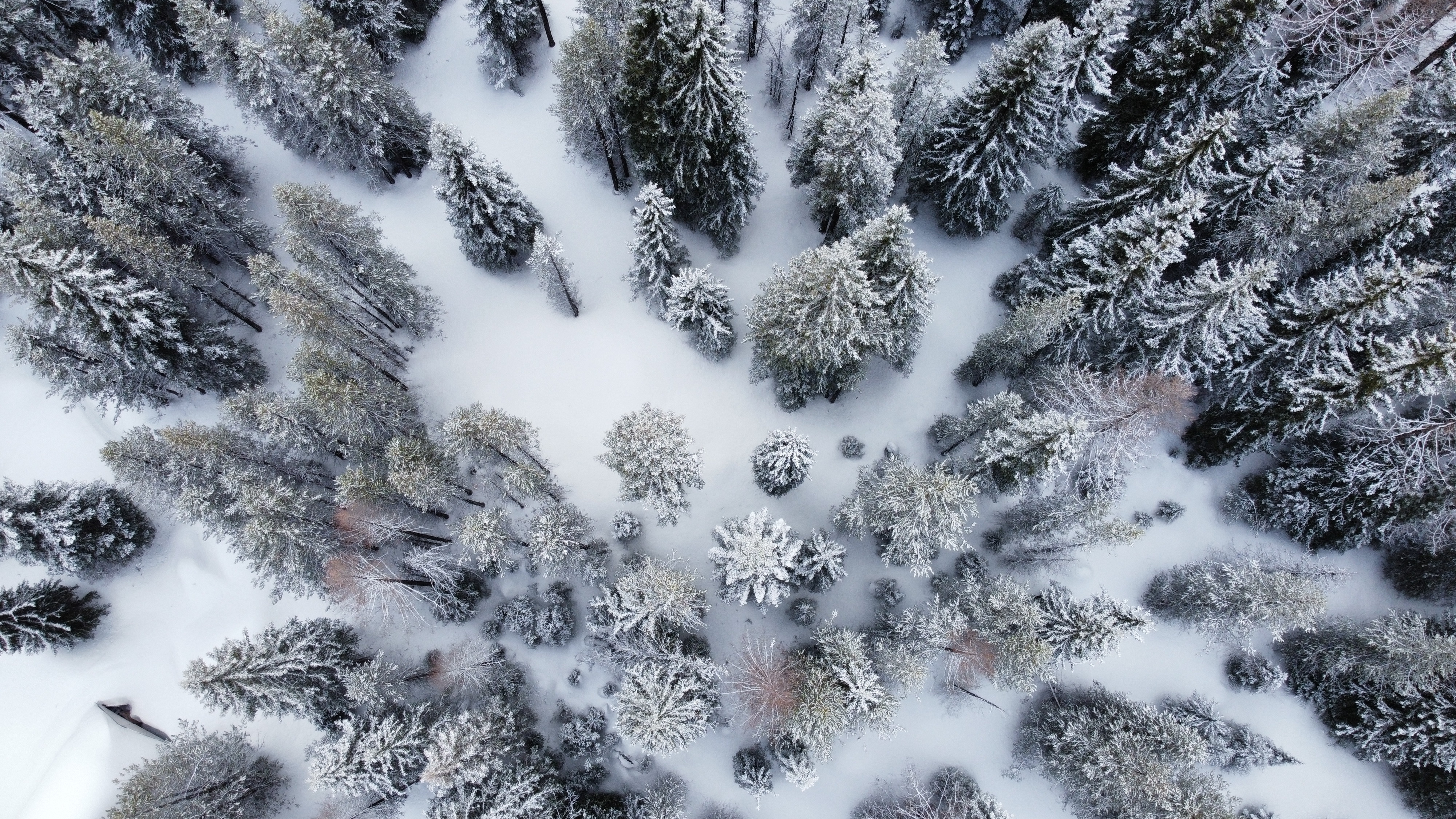 An image depicting the trail Umatilla National Forest and its surrounding area.