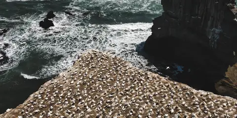 An image depicting the trail Takapu Refuge Walk and Maori Bay Track Loop and its surrounding area.