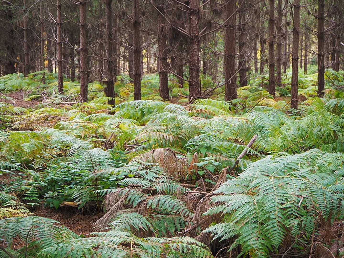 An image depicting the trail The King's Forest Short Walk and its surrounding area.