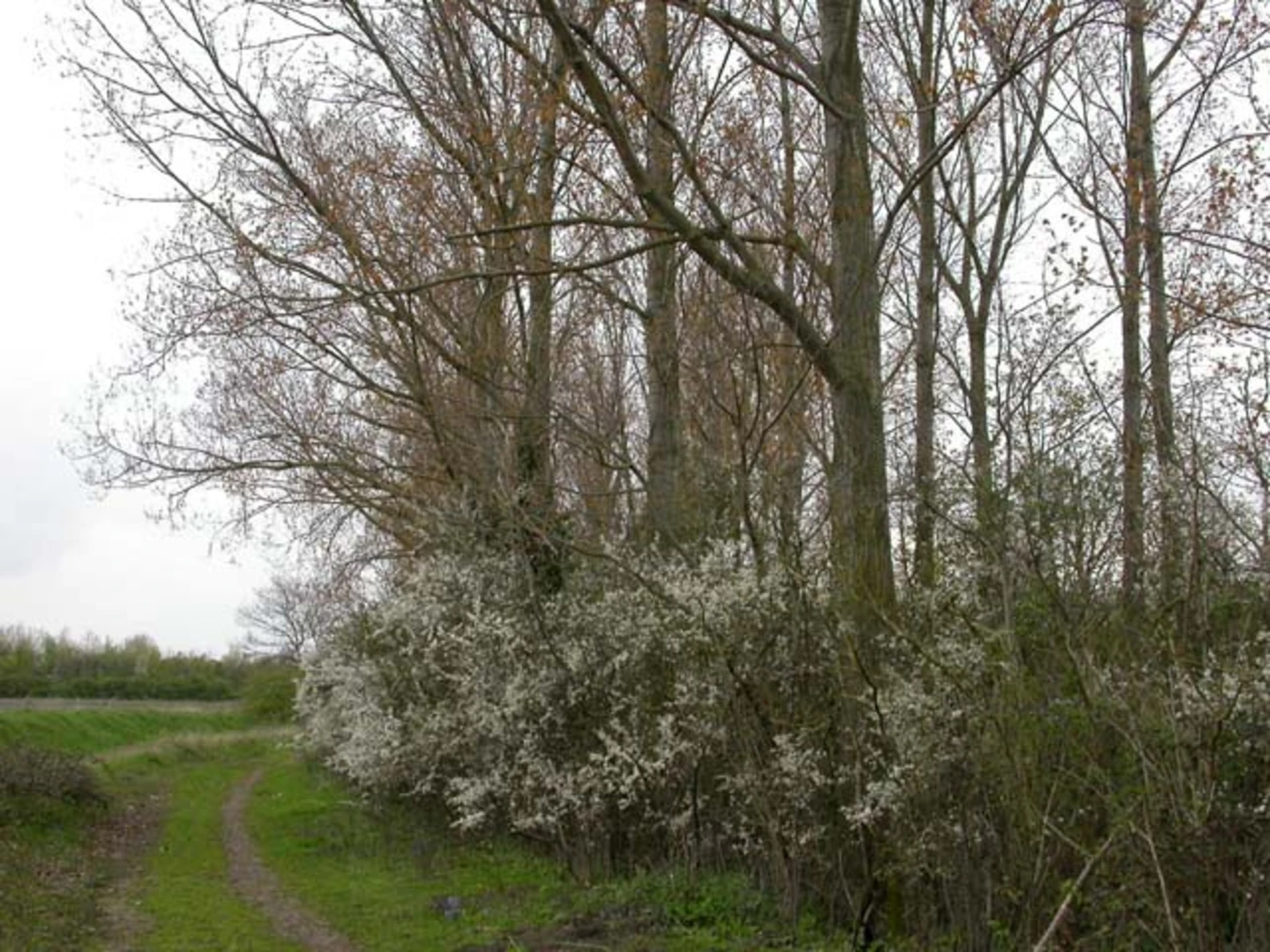 An image depicting the trail Earls Barton Country Park and its surrounding area.
