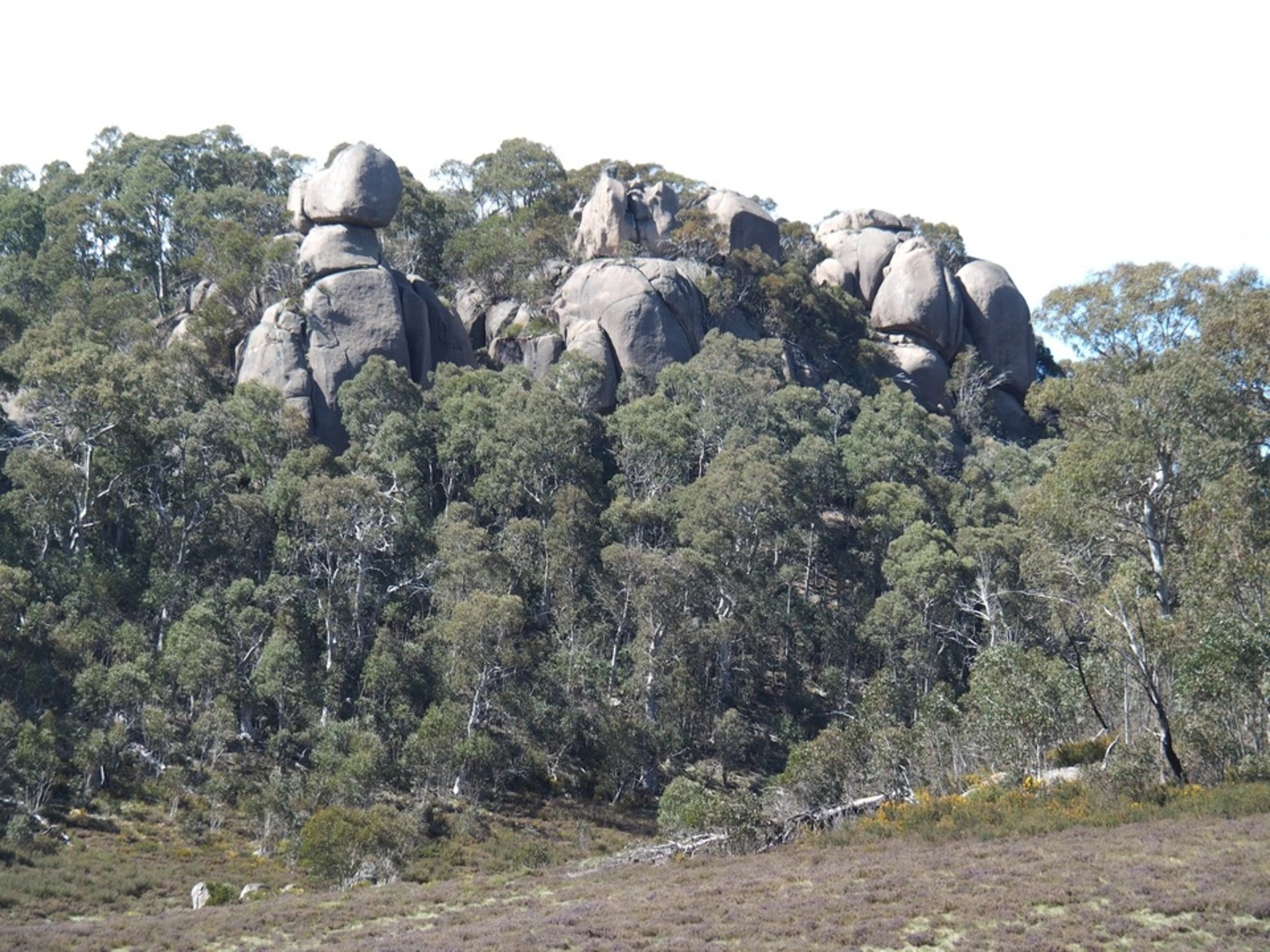 An image depicting the trail Mollison Galleries Rocky Creek Circuit Trail and its surrounding area.