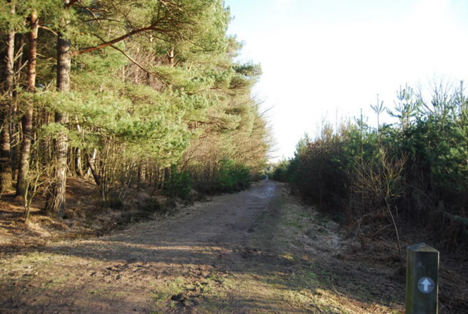 An image depicting the trail Broadwater Warren and its surrounding area.