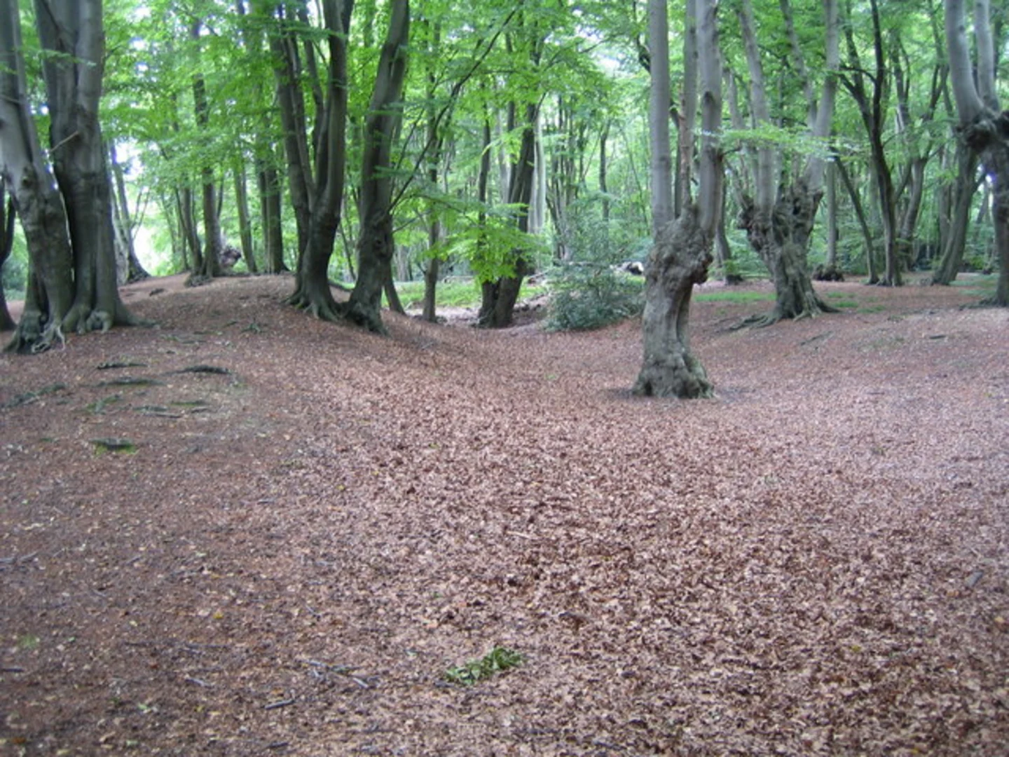 An image depicting the trail Genesis Slade Loop - Theydon Bois and its surrounding area.