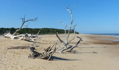 An image depicting the trail Benacre National Nature Reserve Walk and its surrounding area.