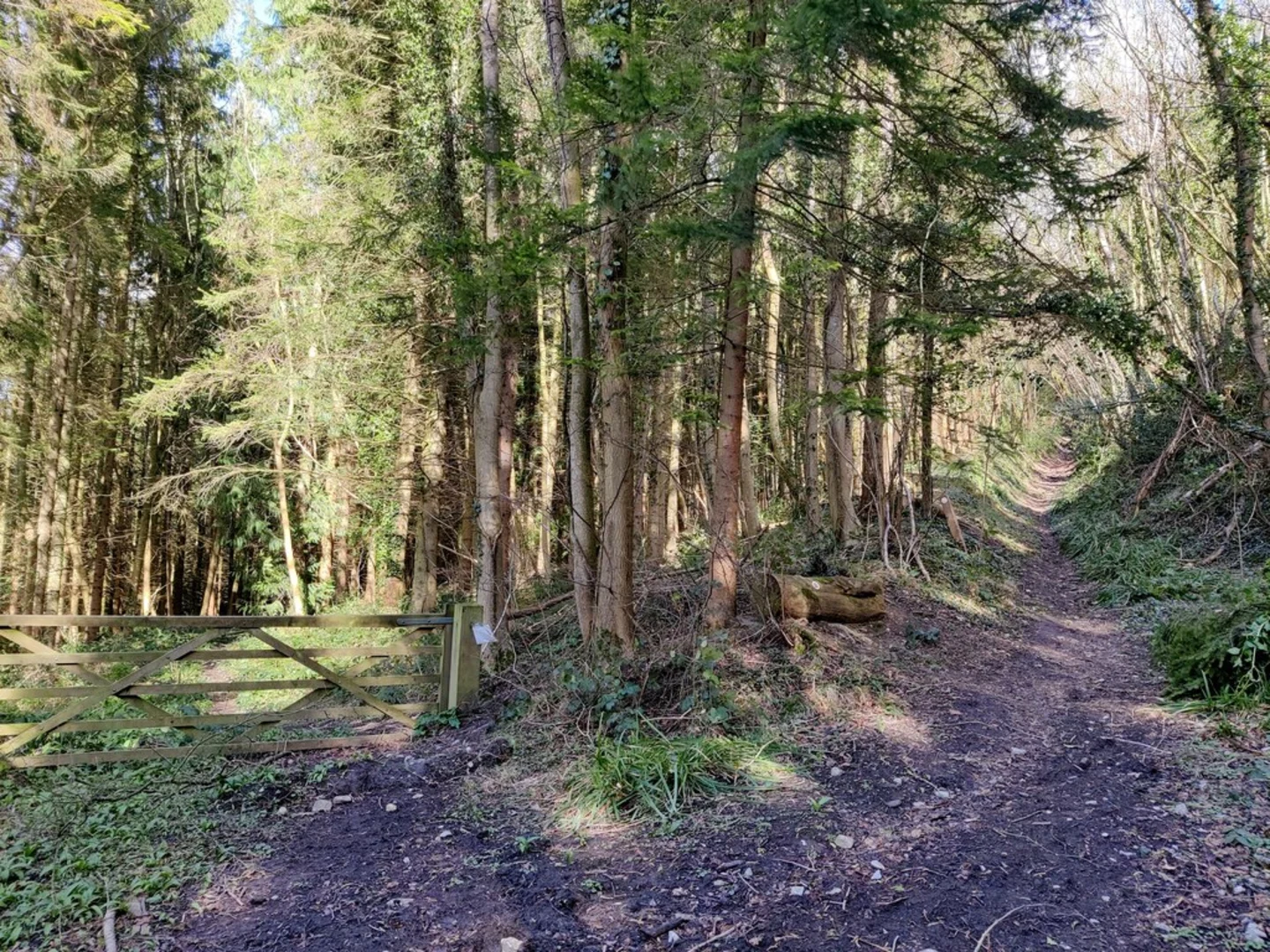 An image depicting the trail Blakeway Coppice via Jack Mytton Way and its surrounding area.