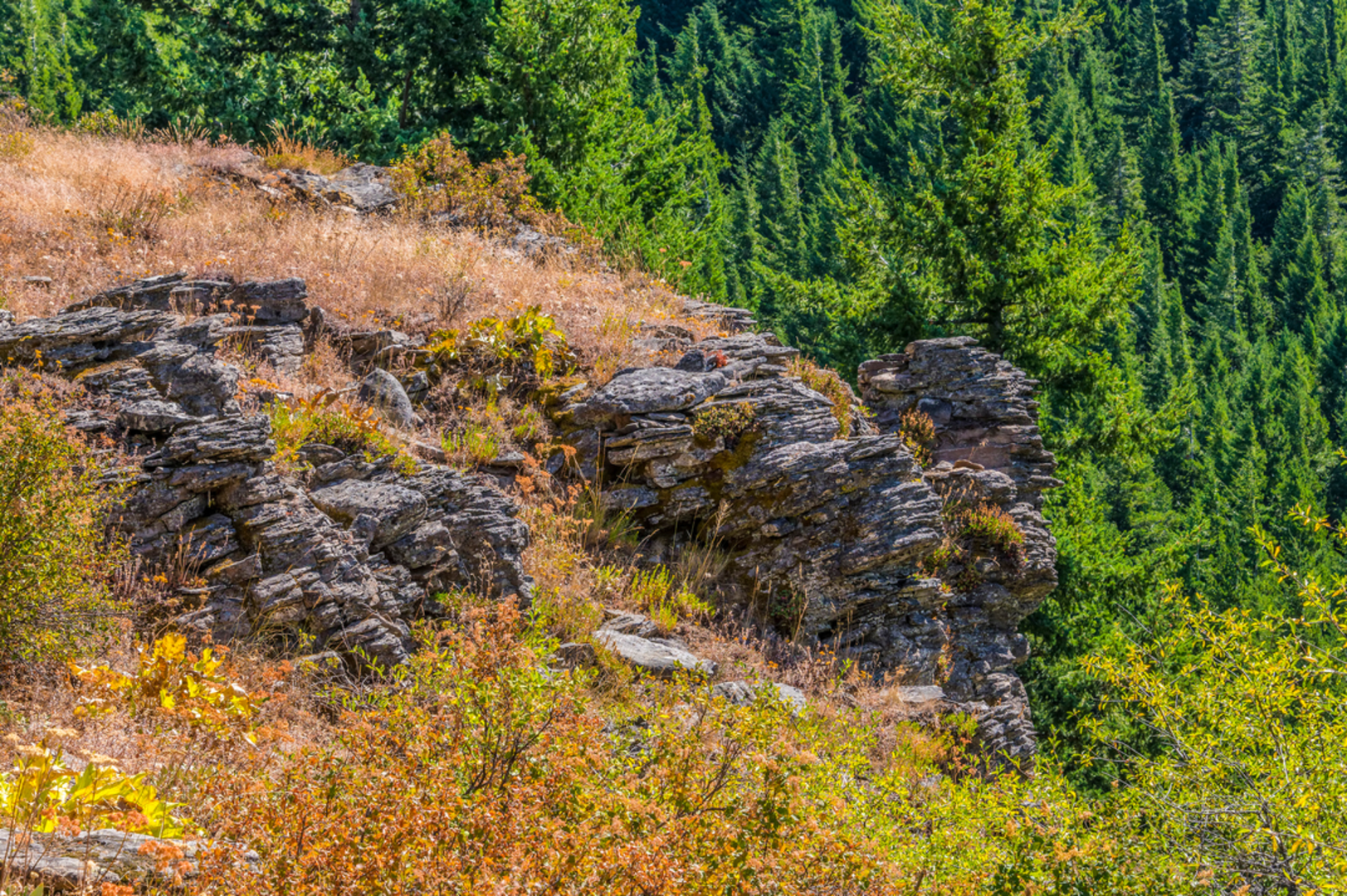 An image depicting the trail Oak Ridge Trail and its surrounding area.