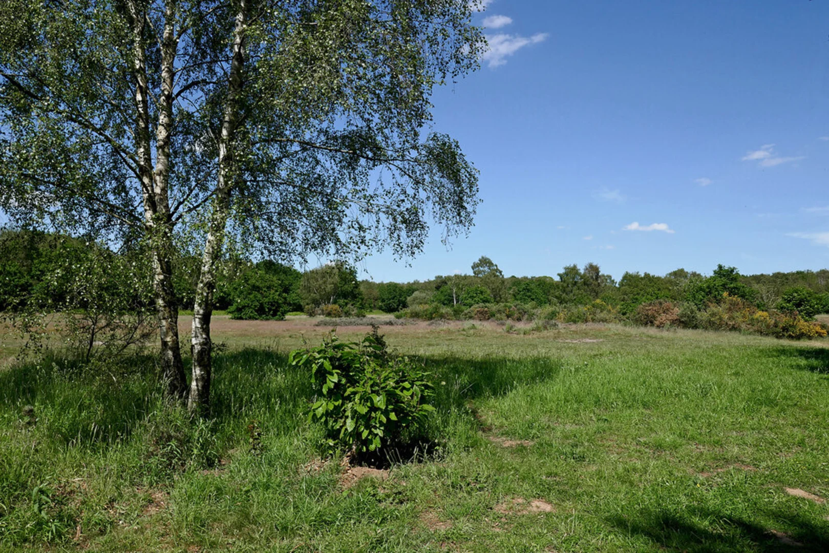 An image depicting the trail Highgate Common Loop and its surrounding area.