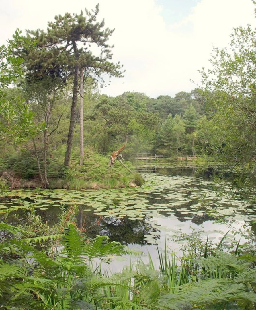An image depicting the trail East Budleigh Common and Bystock Nature Reserve and its surrounding area.