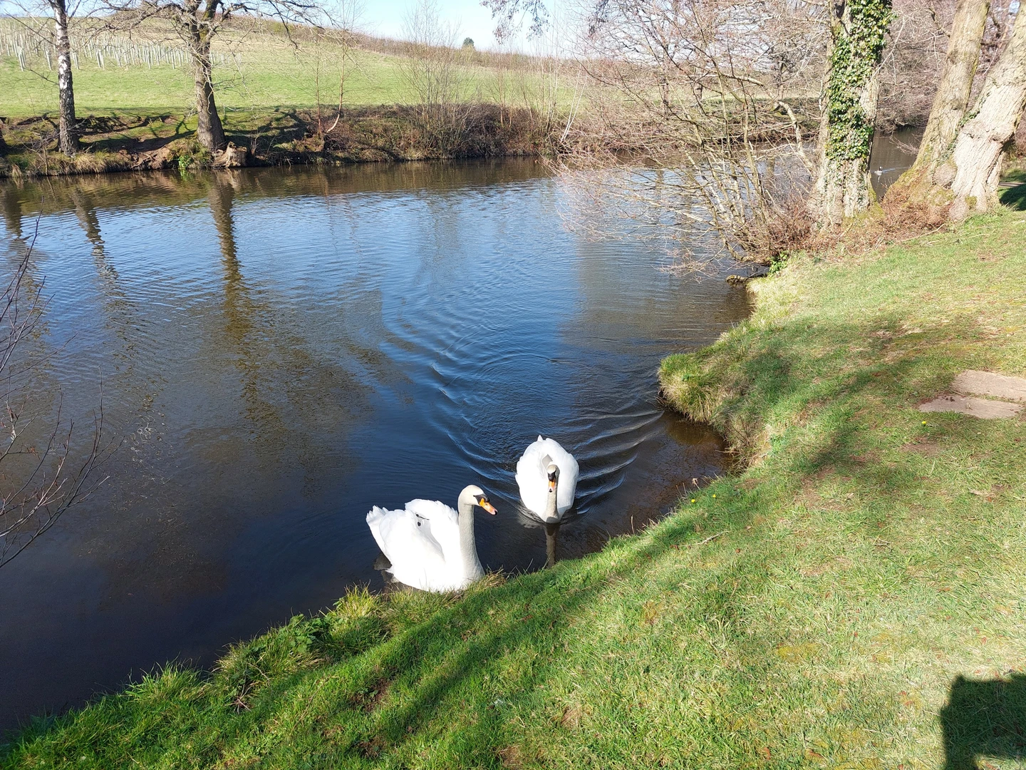 An image depicting the trail Barnt Green woods, water and field and its surrounding area.