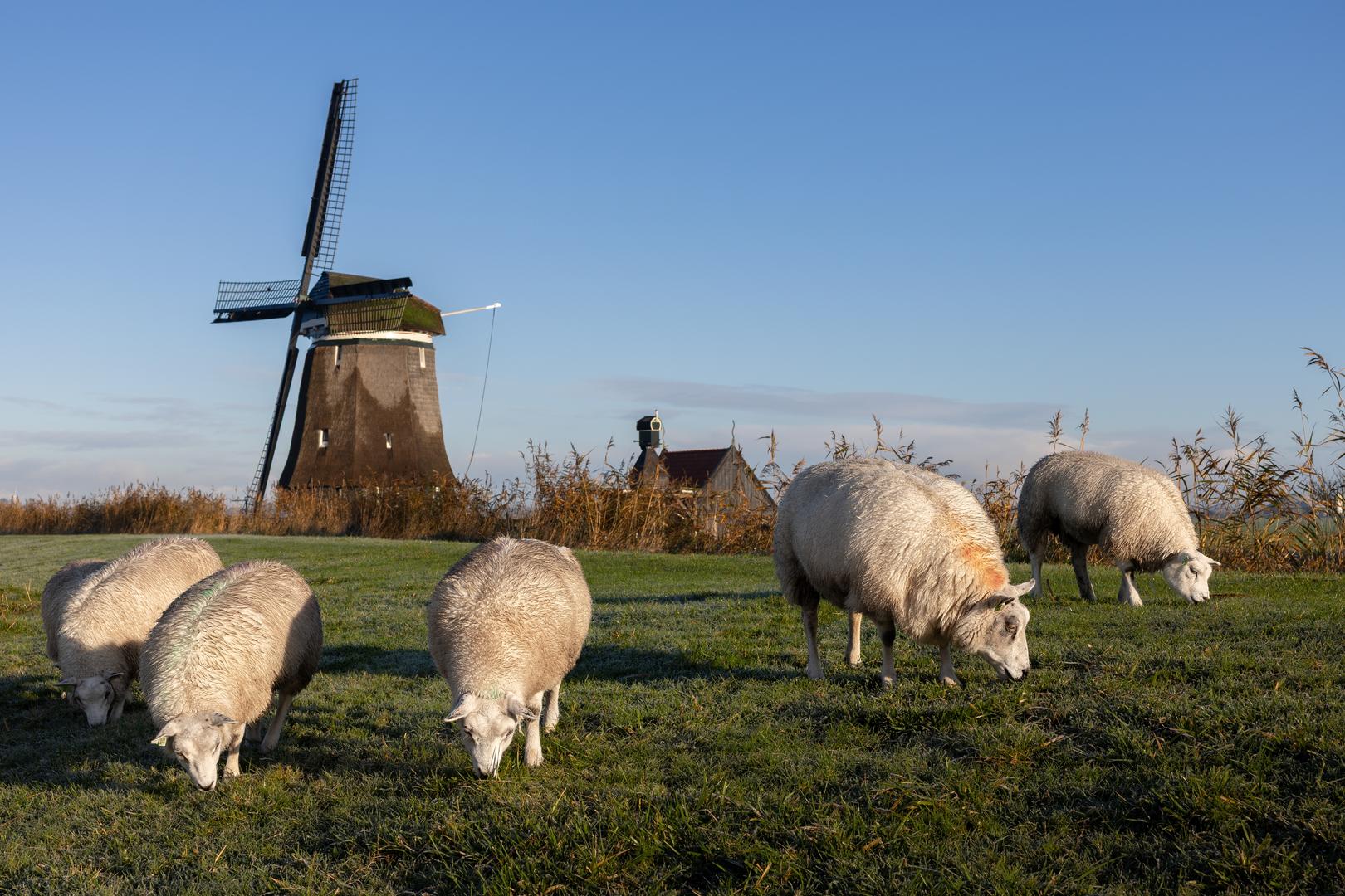 An image depicting the trail Weijdemeer and Ringsloot via Wogmeerdijk and its surrounding area.