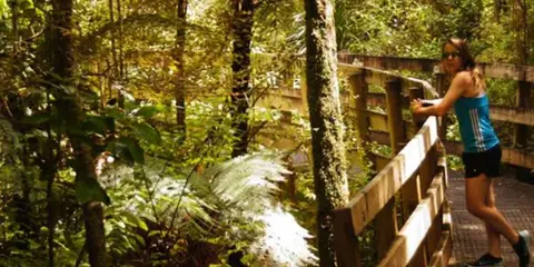An image depicting the trail Nikau Walk and Kaniwhaniwha Cave and its surrounding area.