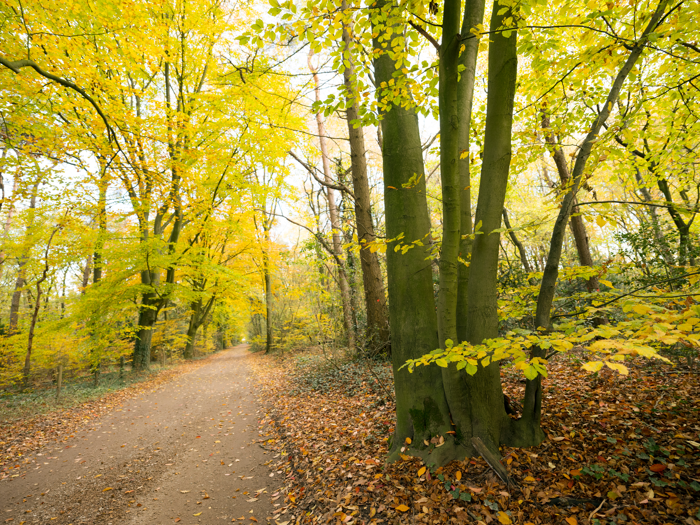 An image depicting the trail Maarnsche Berg, Kaapse Bossen and Kasteel Lunenburg Loop and its surrounding area.