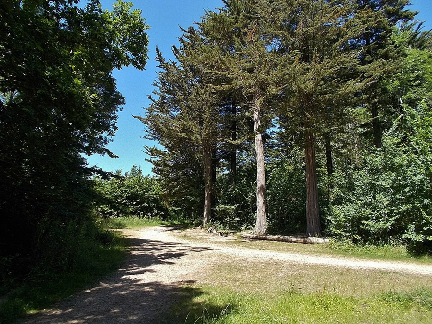 An image depicting the trail Parkhurst Forest from Hillisgate and its surrounding area.