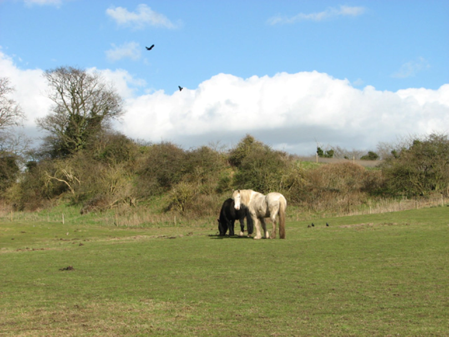 An image depicting the trail Camps Heath Nature Reserve and Somerleyton Marshes Loop and its surrounding area.