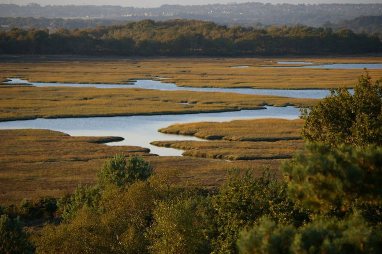 An image depicting the trail Arne Nature Reserve Loop and its surrounding area.