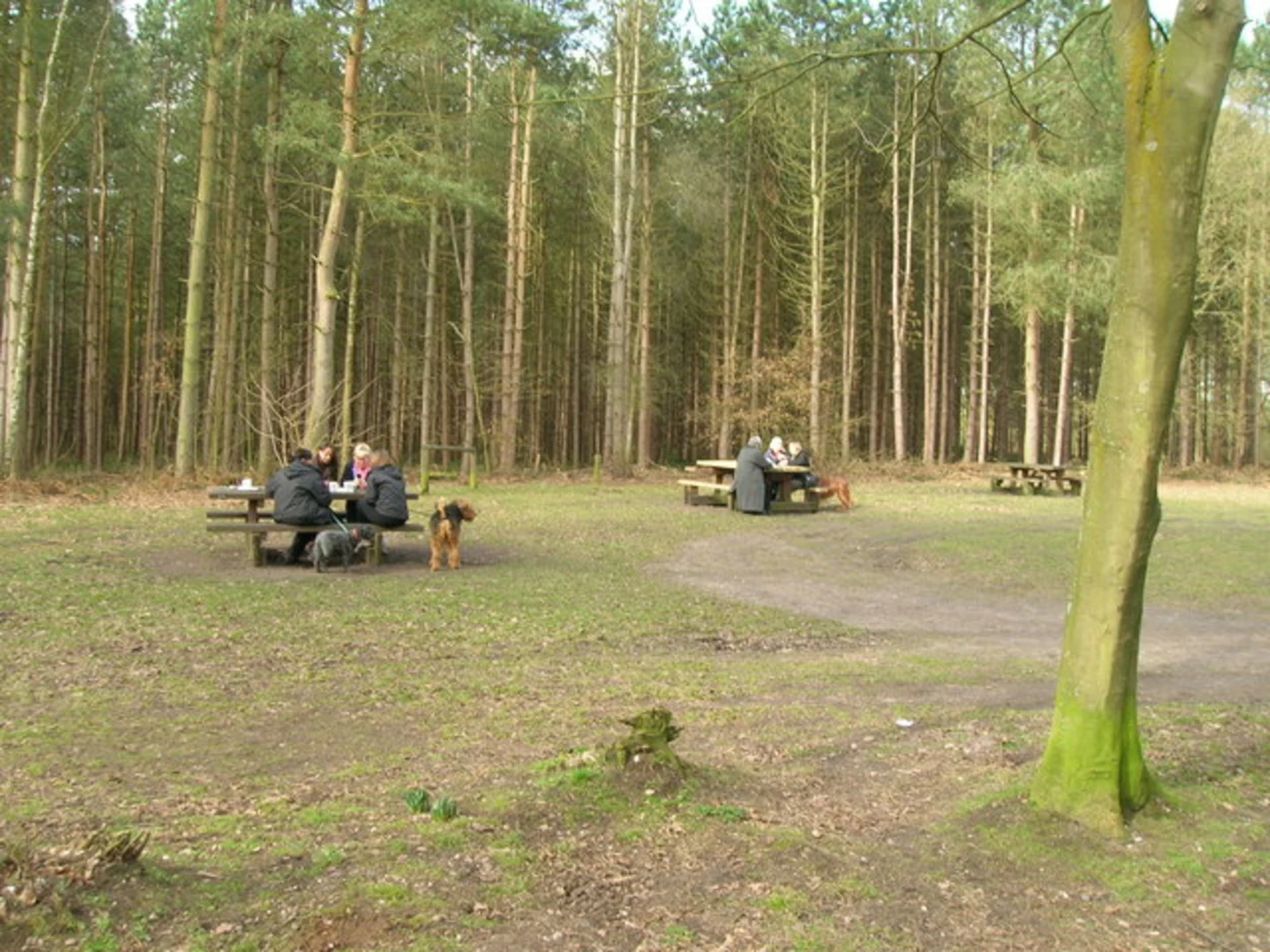 An image depicting the trail Blidworth Woods Short Loop and its surrounding area.