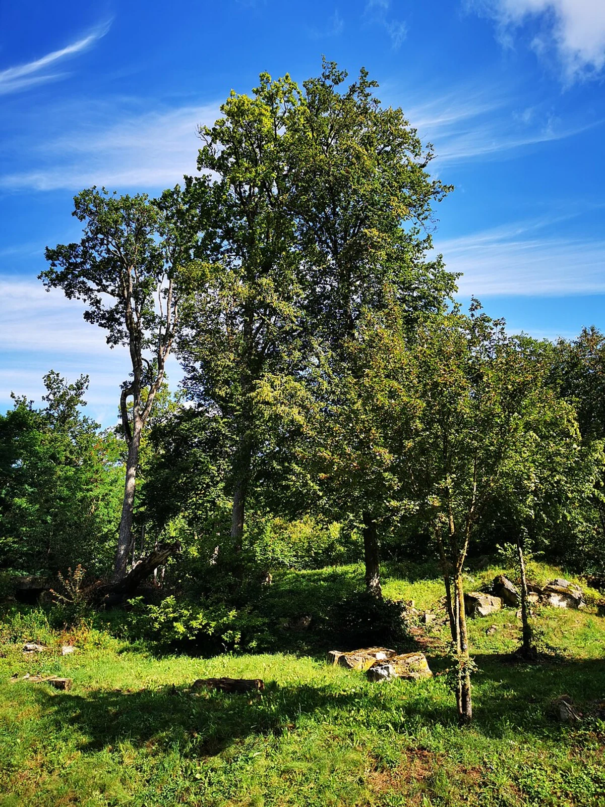 Harzburg, Luchsgehege and Baumwipfelpfad Harz Loop - Luchstour