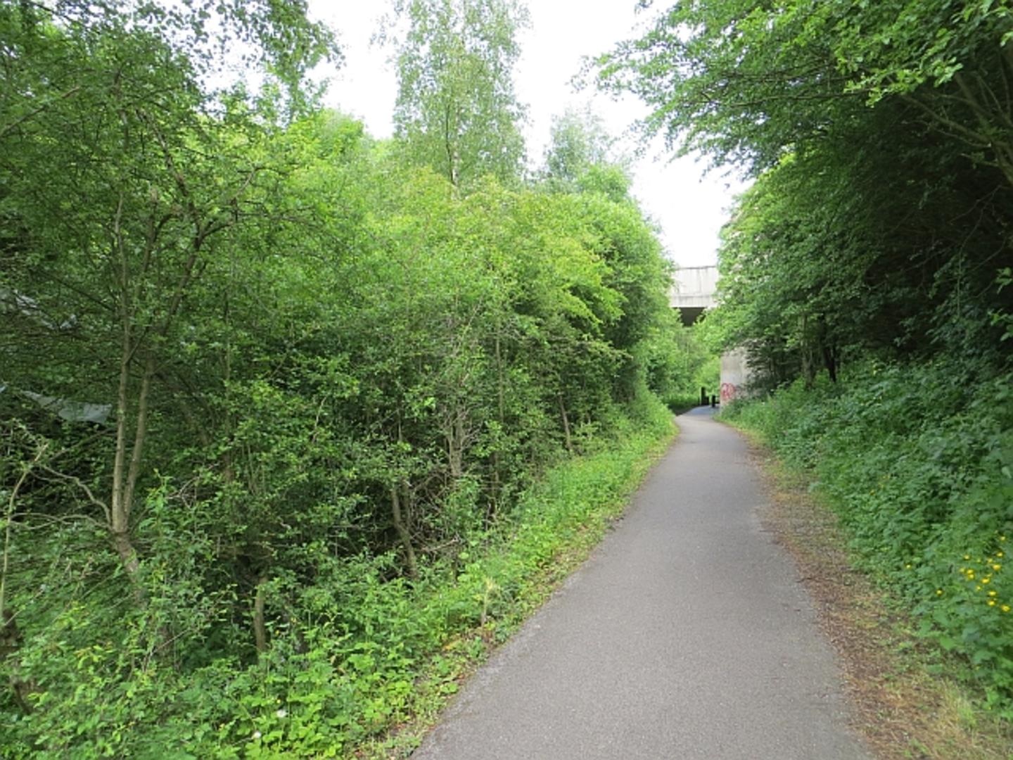 An image depicting the trail Vigo Wood, Shiphouse Wood and Rickleton Park Loop and its surrounding area.