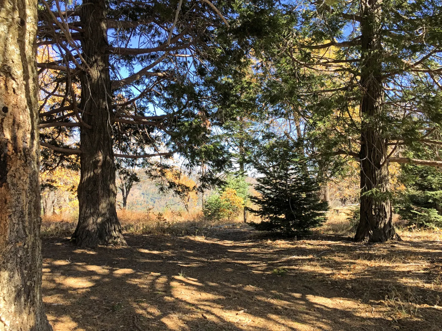 An image depicting the trail Scott's Cabin and Cedar Loop Trail and its surrounding area.