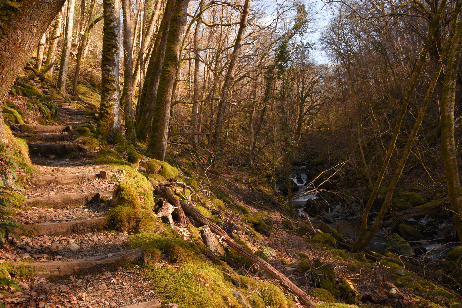 An image depicting the trail Torrent Walk - Dolgellau and its surrounding area.