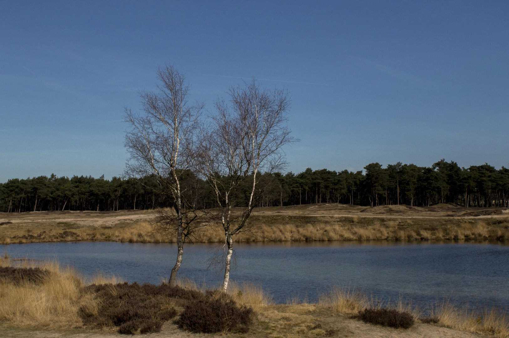 An image depicting the trail Betuwepad and its surrounding area.